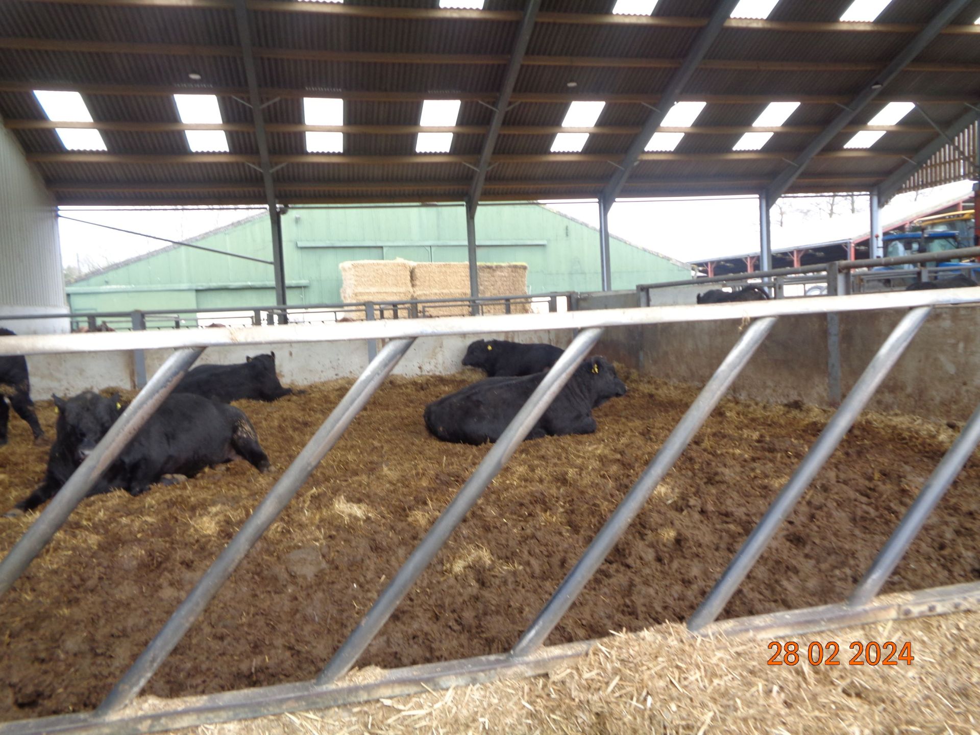 cows having a rest