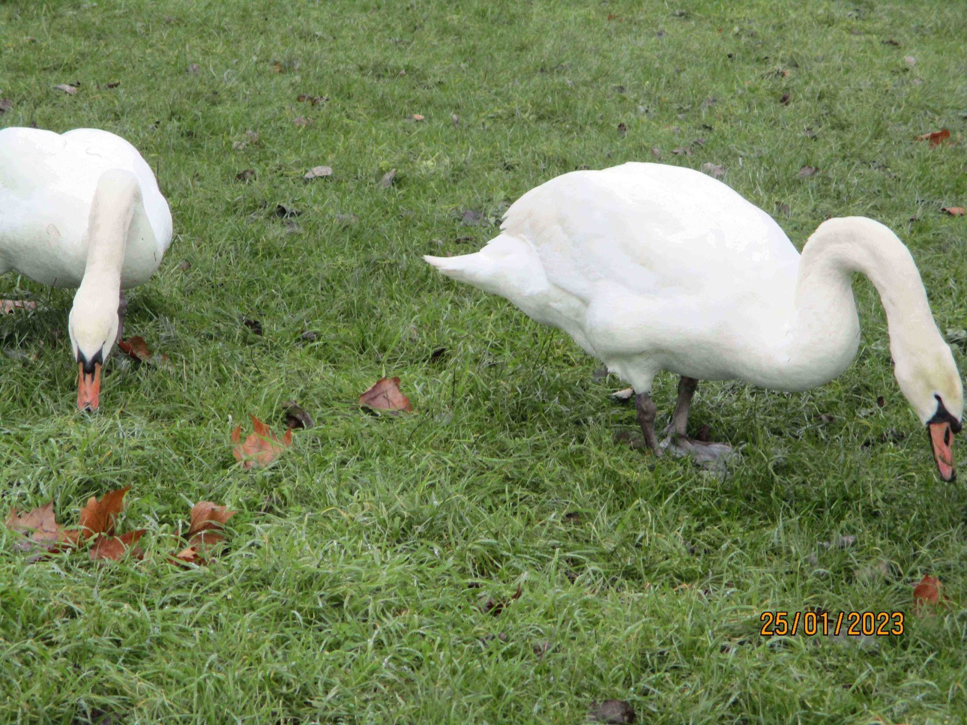 Swans feeding