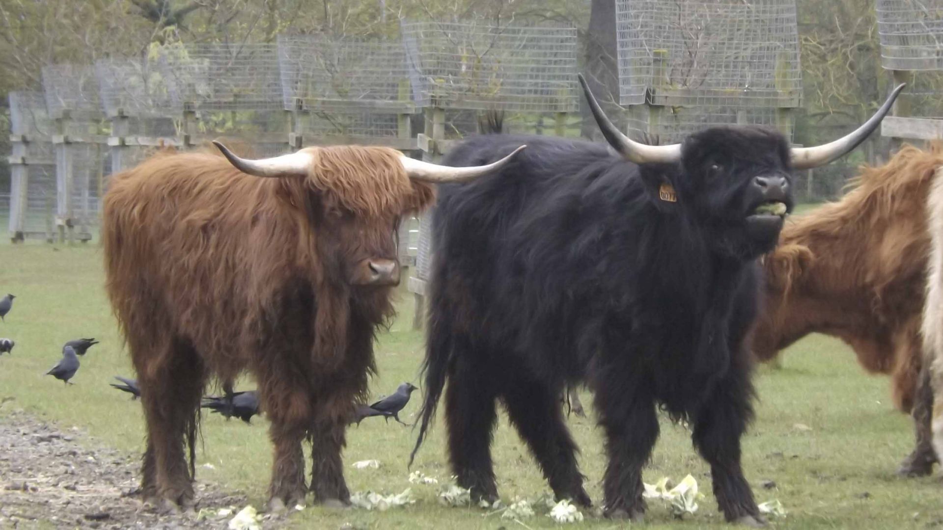 Cattle