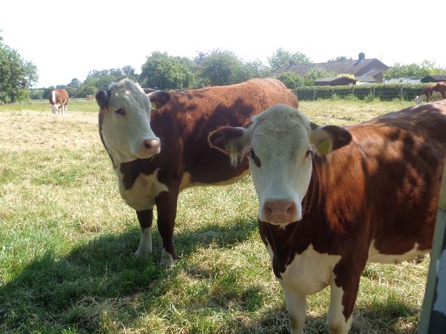 Close up of cows as we left their field