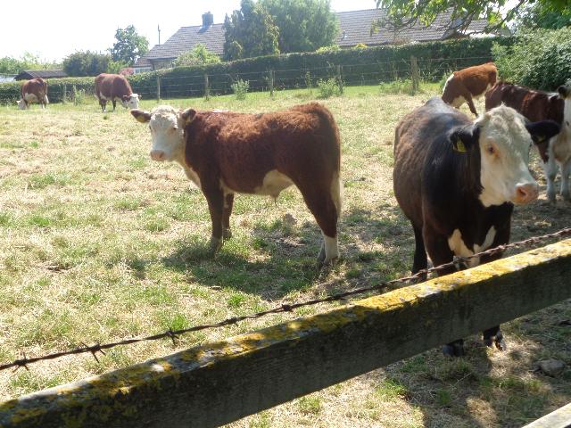 Cows in the field we had to cross
