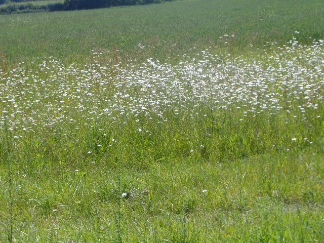 Lots of white flowers