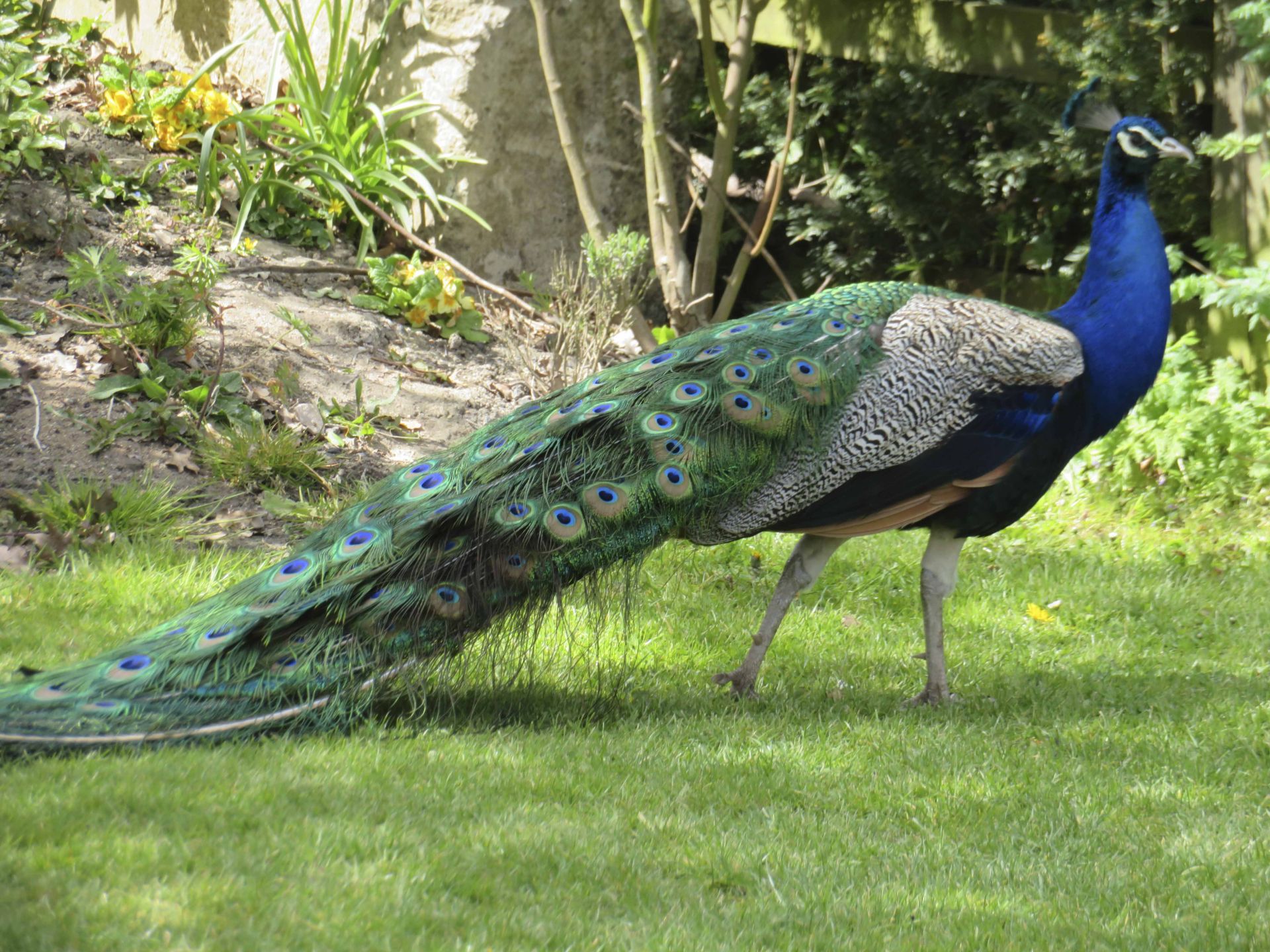 Peacock