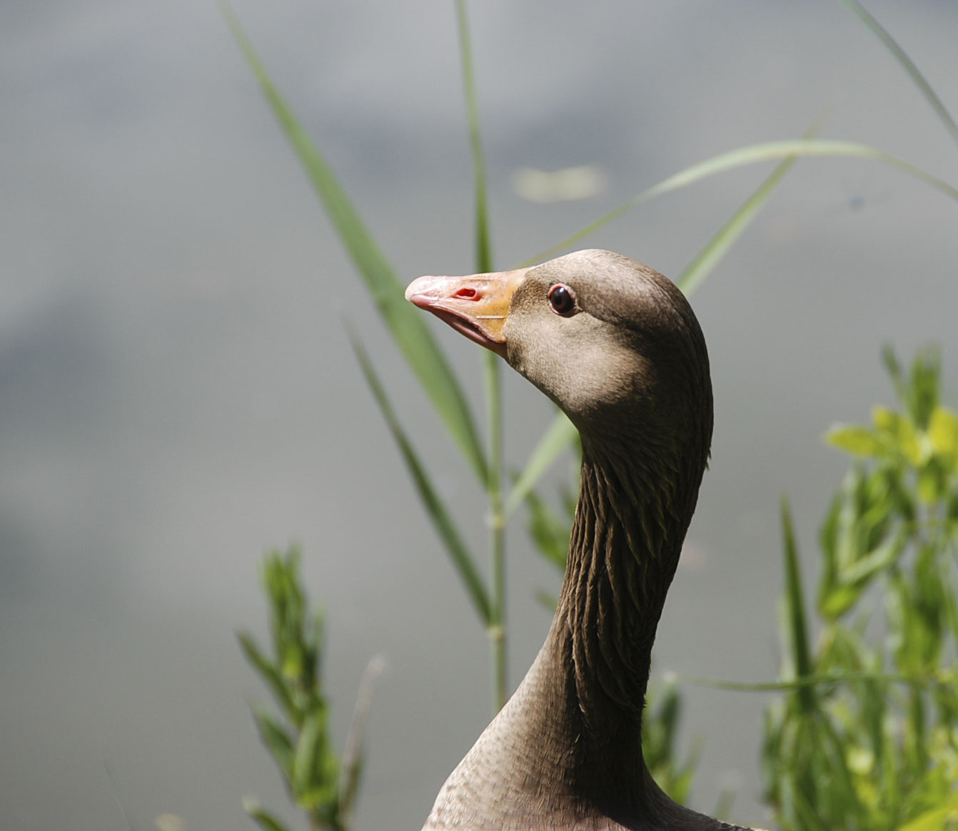 Goose