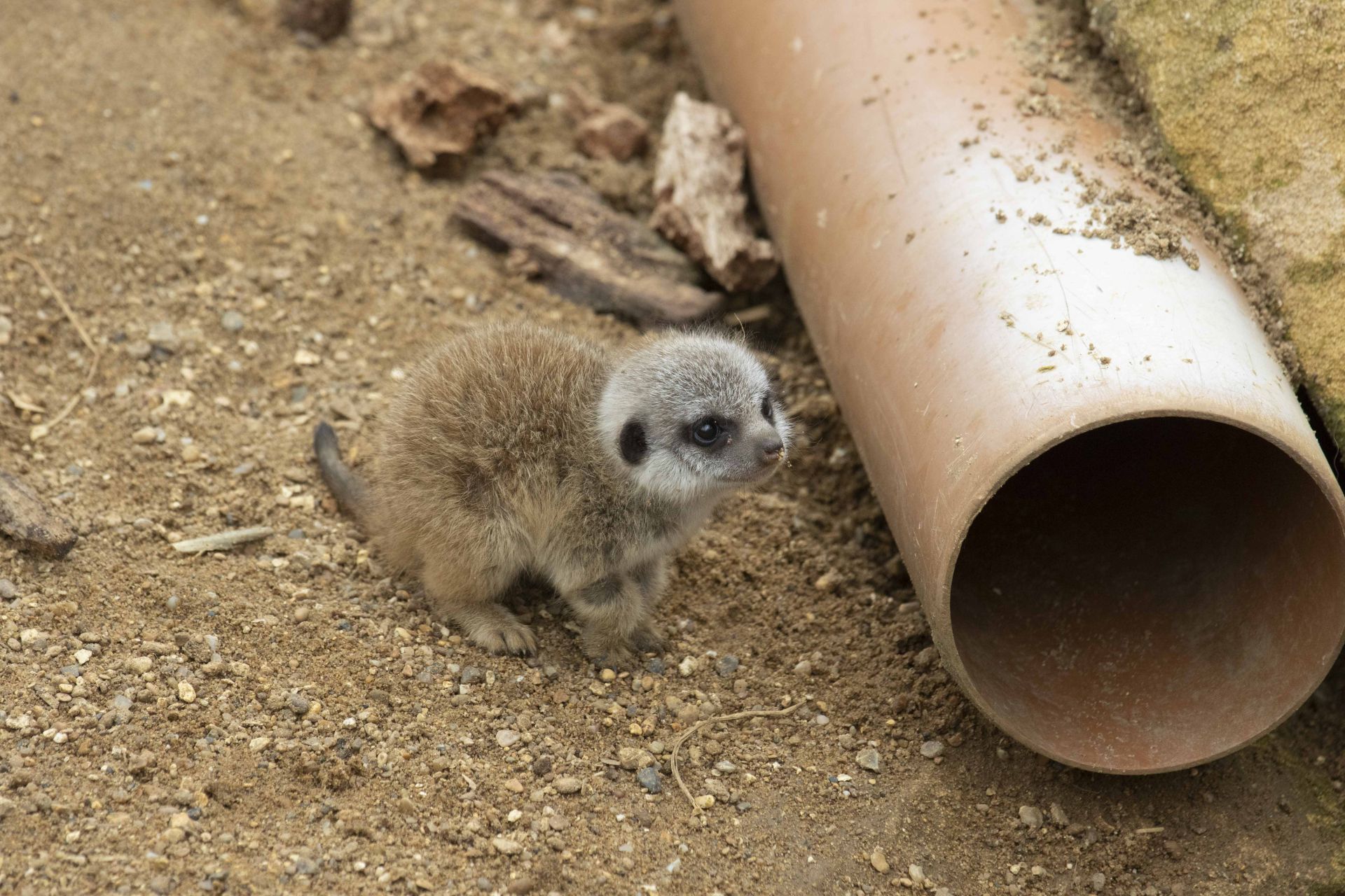 Meerkat