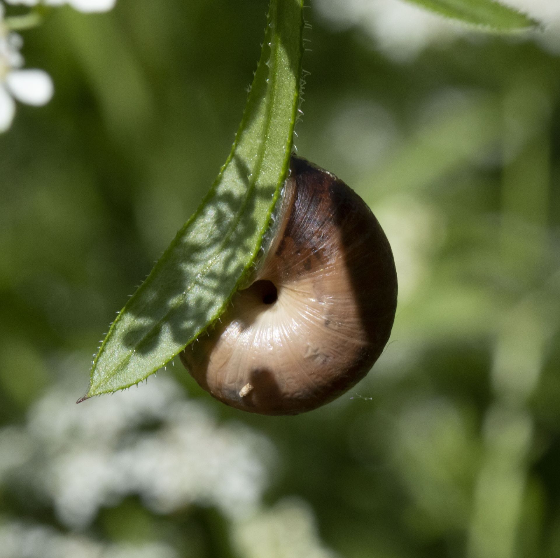 Insect