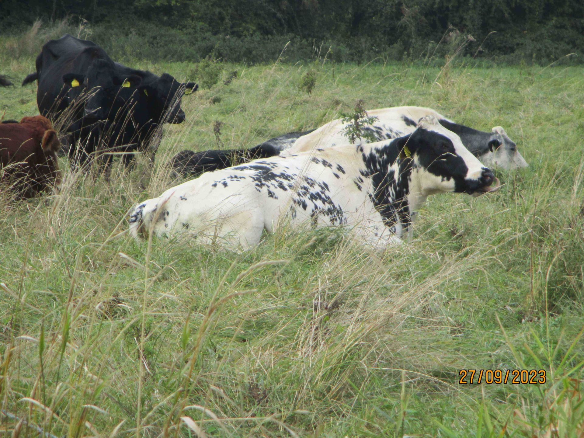 cows at rest